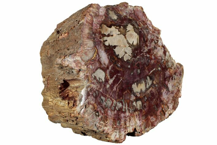 Polished Petrified Wood Log Section - Madagascar #229602